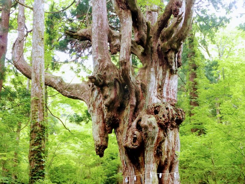 隠岐の自然林に立つ巨樹